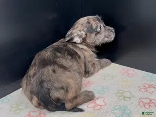 Mixed Breed dogs Indigo - Ad 9