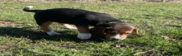 Beagle dogs for sale: Beagle Puppy 6 - Ad 3