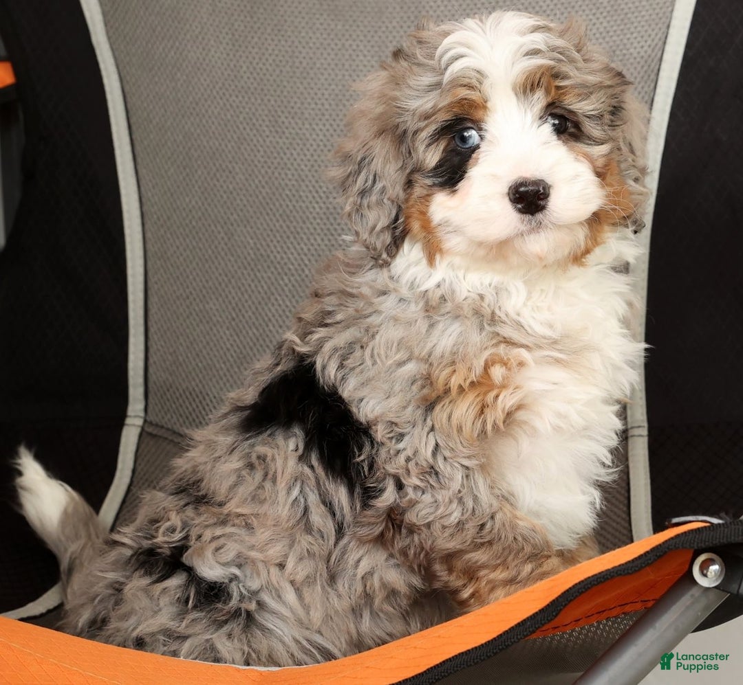 Mini Bernedoodle dogs for sale: Snoop - Ad 8