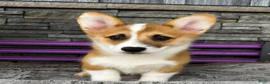 Johnny Welsh Corgi Pembroke Puppy 
