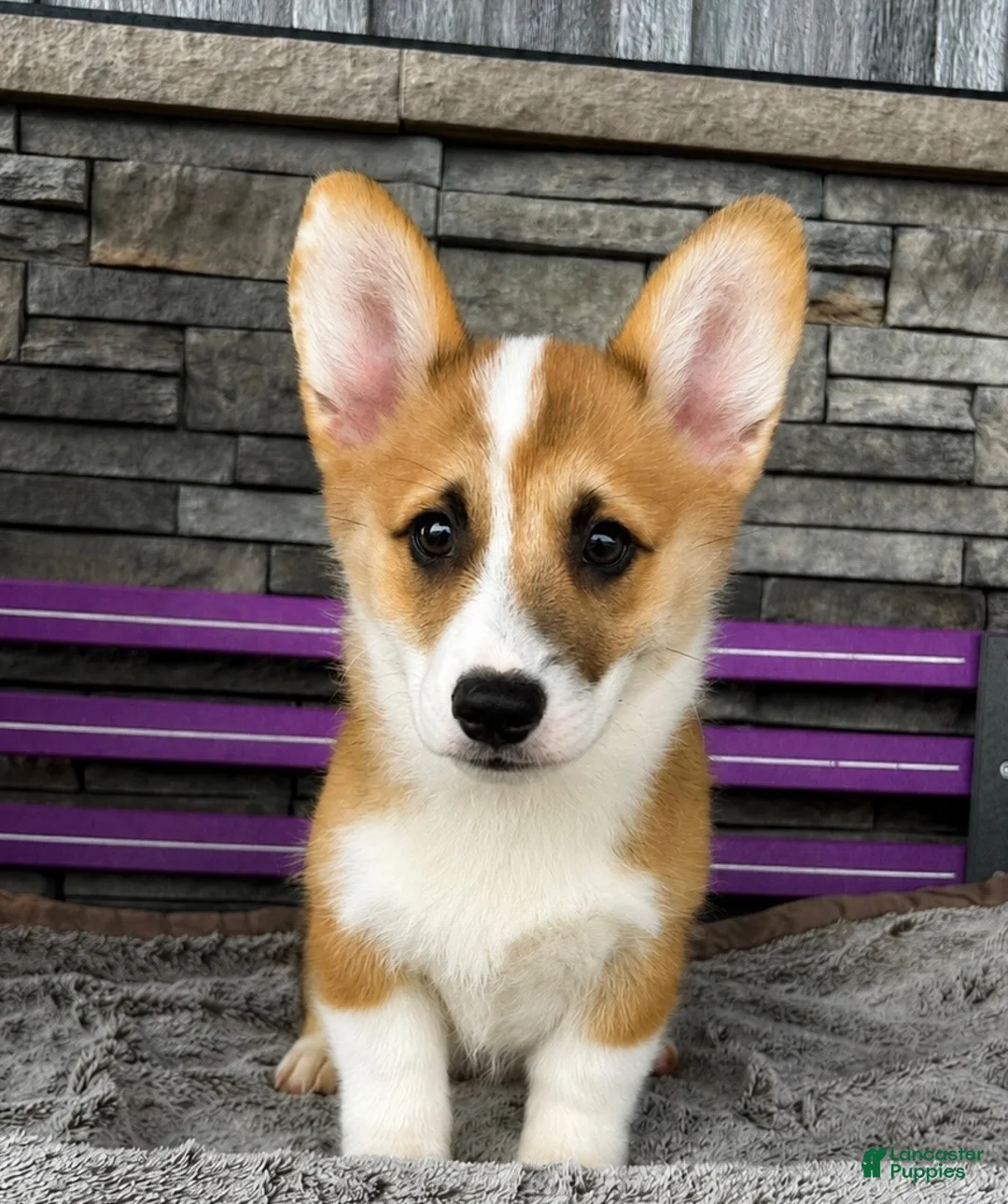 Welsh Corgi Pembroke dogs for sale: Johnny Welsh Corgi Pembroke Puppy  - Ad 1
