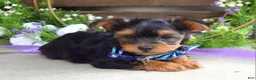 Yorkshire Terrier dogs for sale: Finn - Ad 11