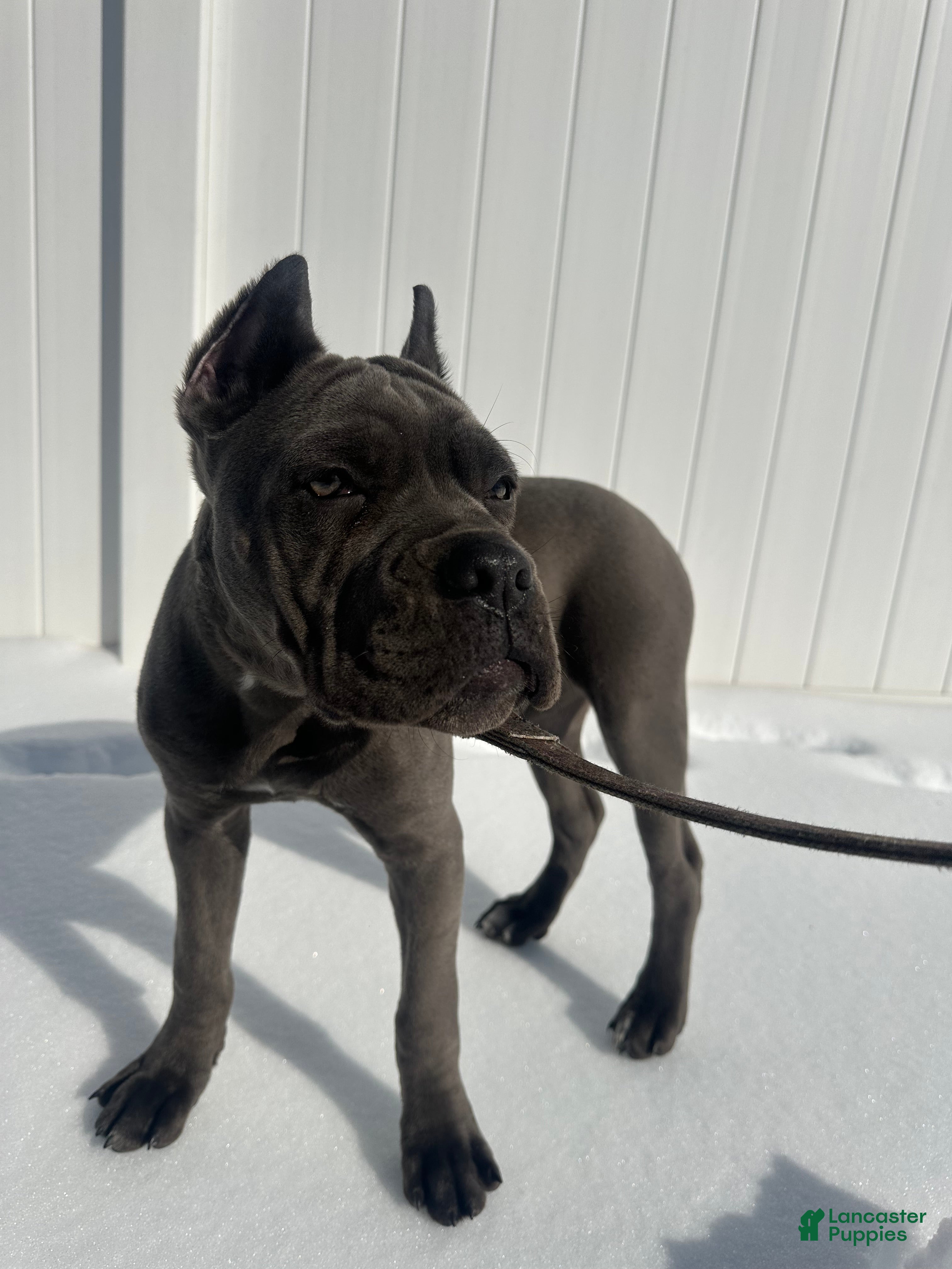 Cane Corso dogs Bleu - Ad 14