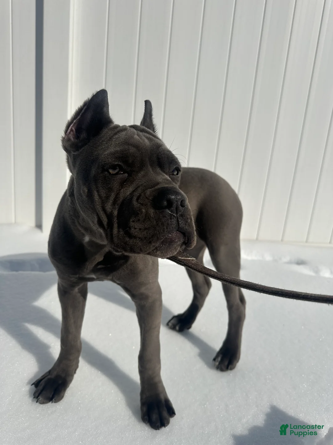 Cane Corso dogs for sale: Bleu - Ad 1