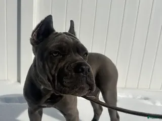 Cane Corso dogs Bleu - Ad 14