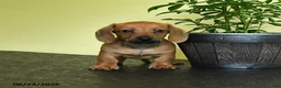Miniature Dachshund dogs for sale: Landon - Ad 4