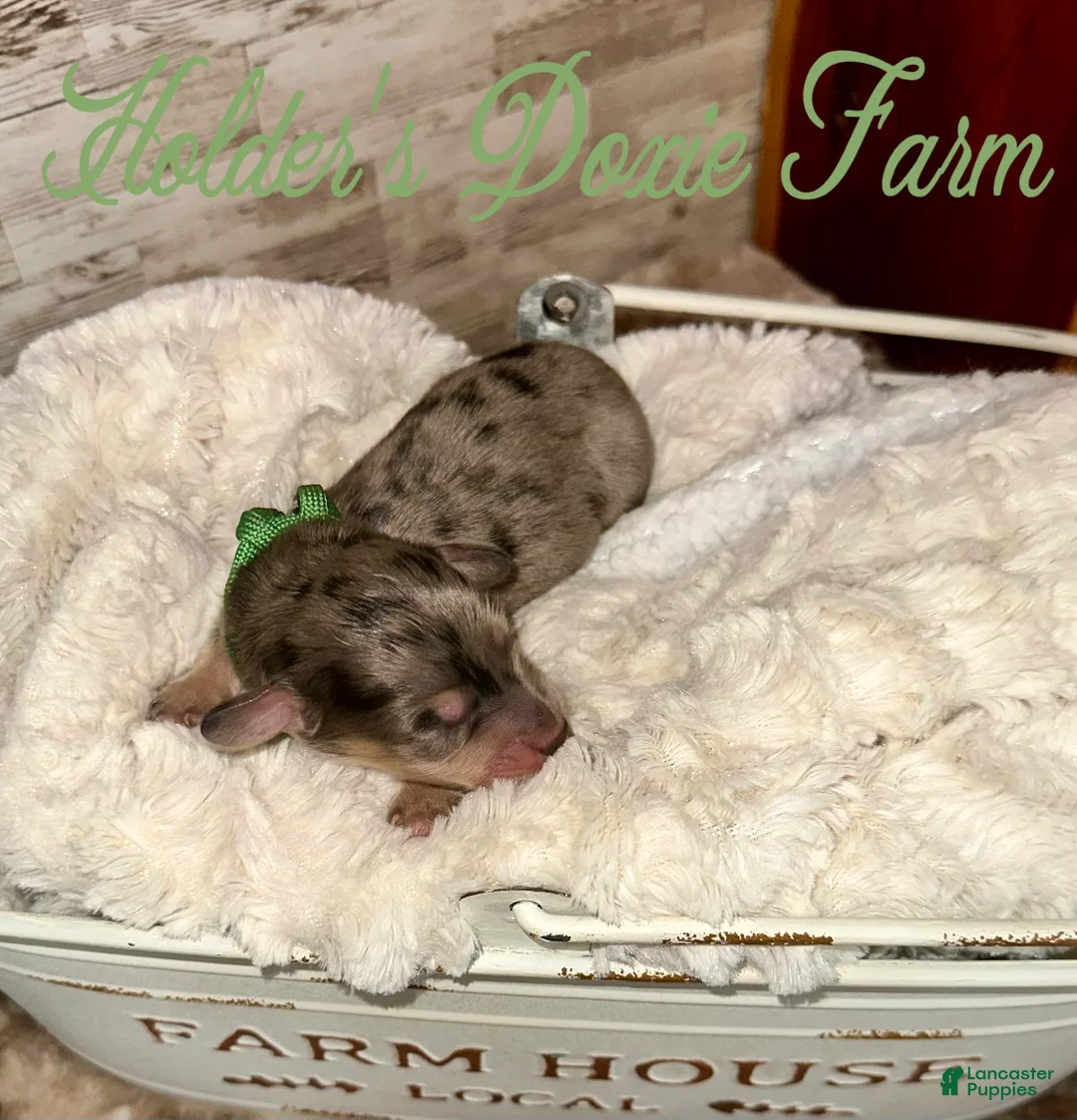 Miniature Dachshund dogs for sale: Atlas - Ad 2