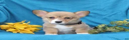 Welsh Corgi Pembroke dogs for sale: Cocoa - Ad 5