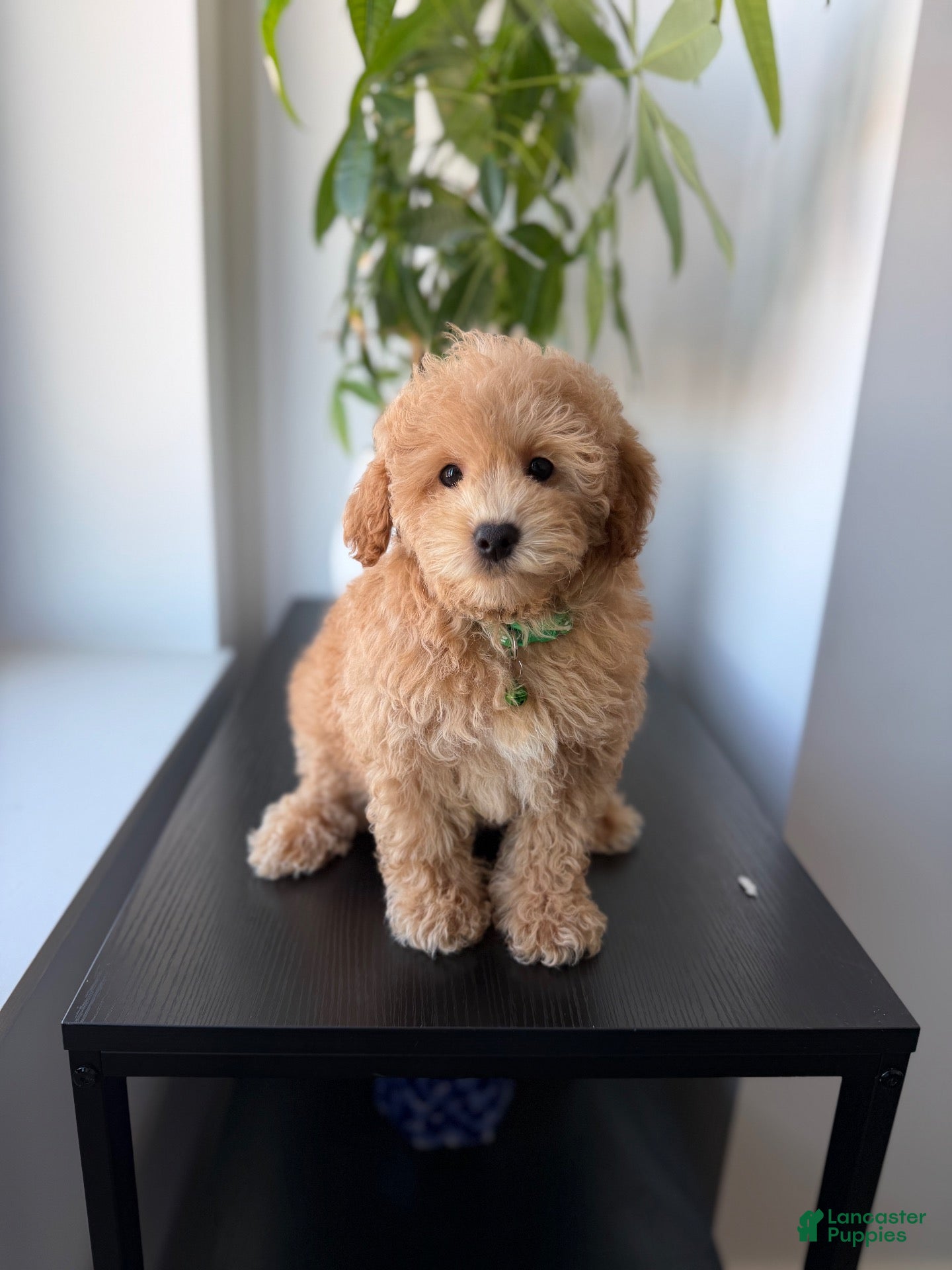 Mixed Breed dogs Sammy - Ad 4
