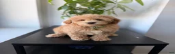 Mixed Breed dogs for sale: Sammy - Ad 1