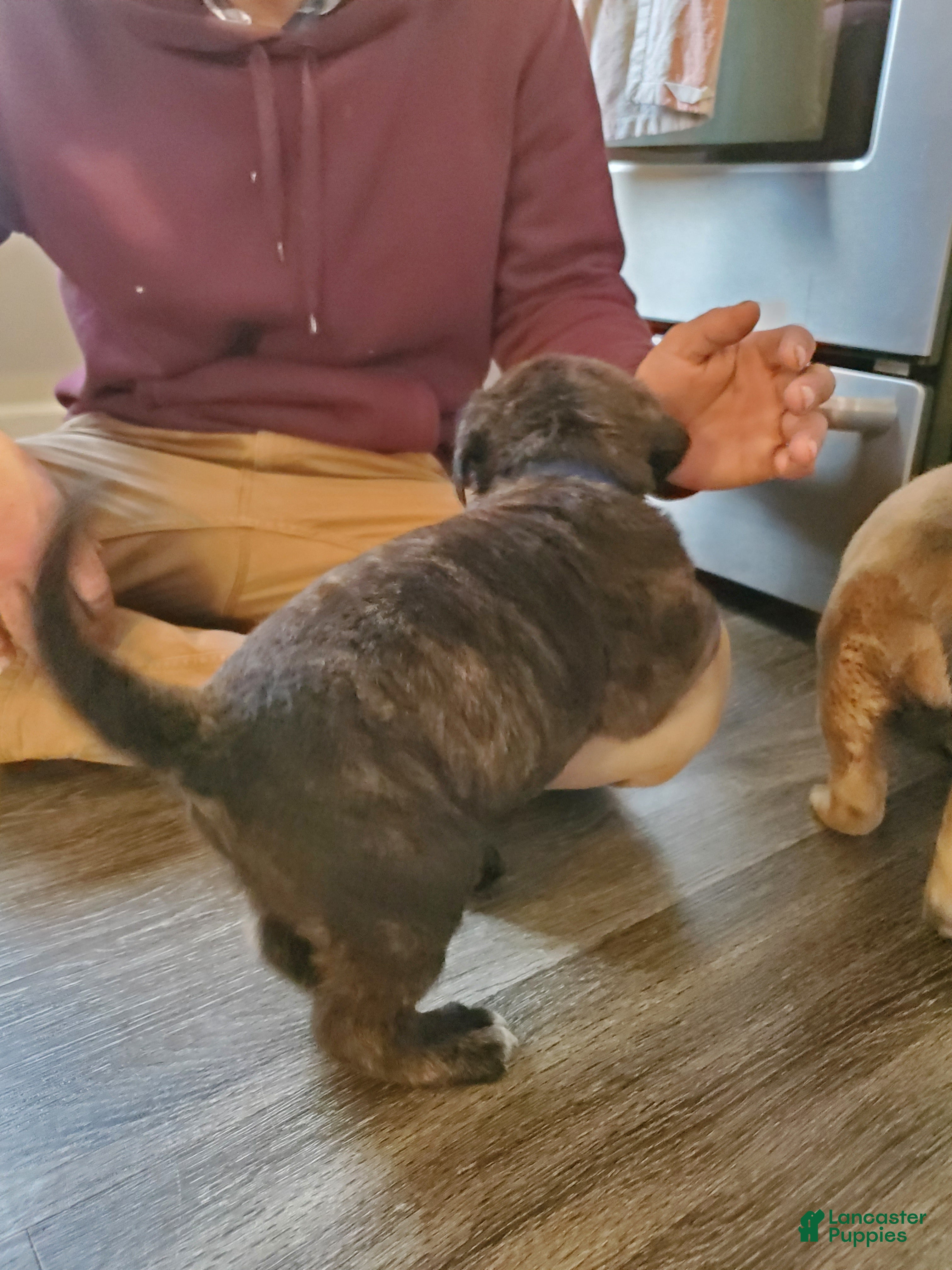 English Mastiff dogs Huck - Ad 2