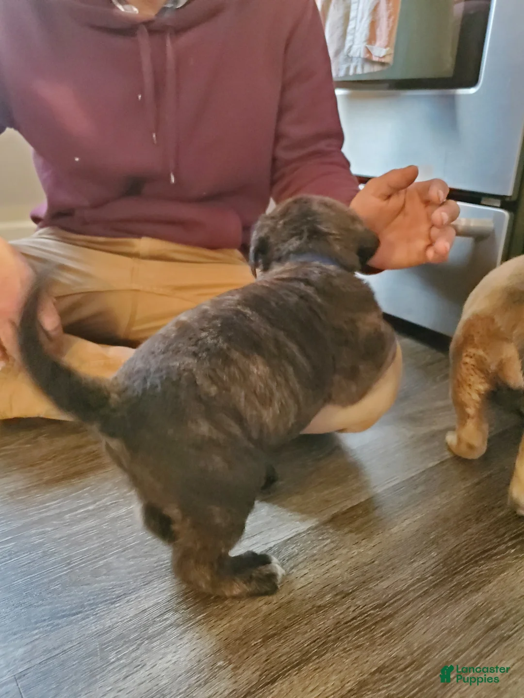 English Mastiff dogs for sale: Huck - Ad 2