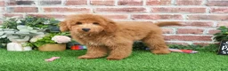 Mini Goldendoodle dogs for sale: Dora - Ad 7