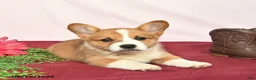 Welsh Corgi Pembroke dogs for sale: Teddy  - Ad 3