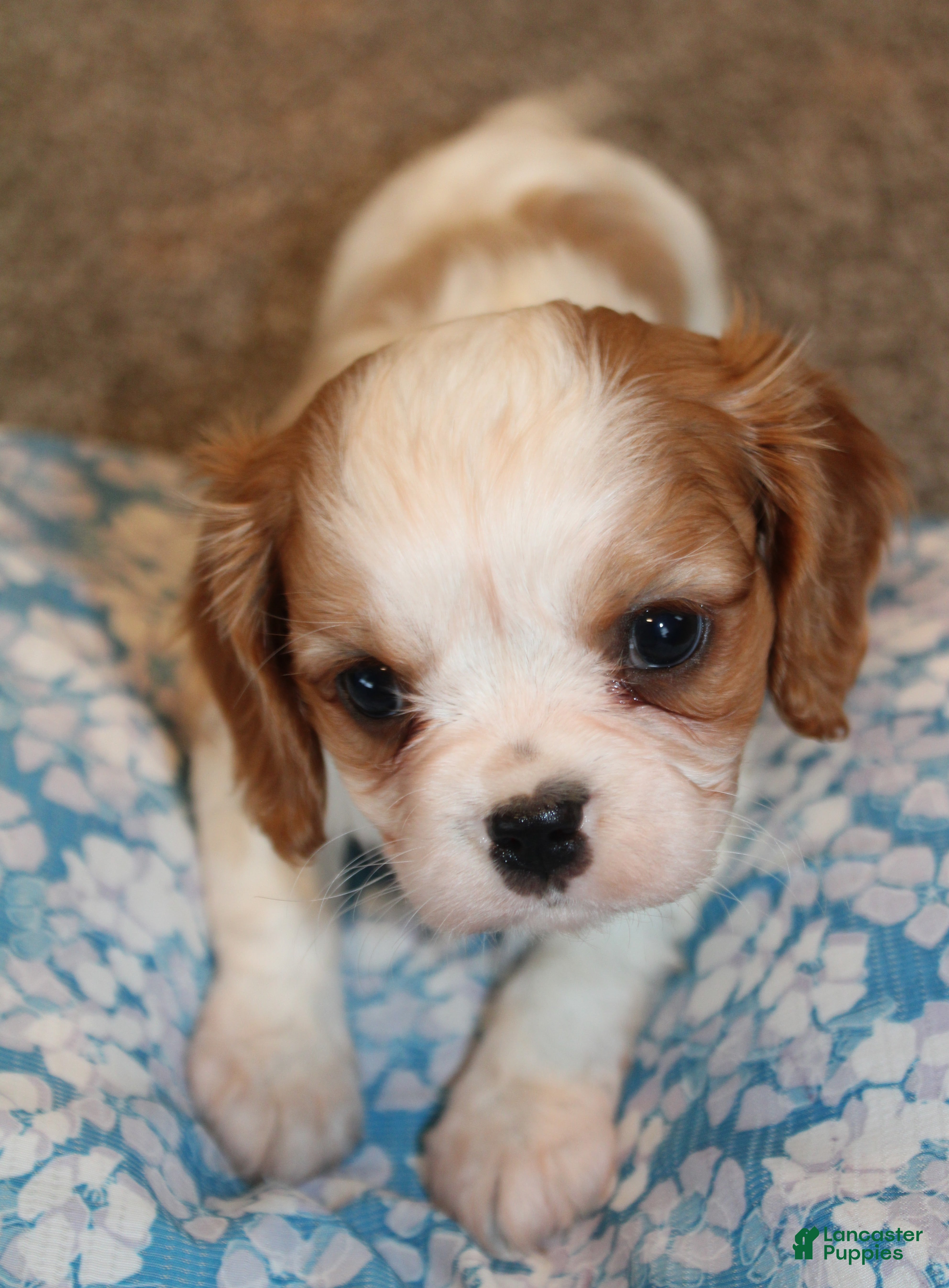 Cavalier King Charles Spaniel dogs Cavalier King Charles Spaniel Puppy 4 - Ad 8
