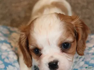 Cavalier King Charles Spaniel dogs Cavalier King Charles Spaniel Puppy 4 - Ad 24