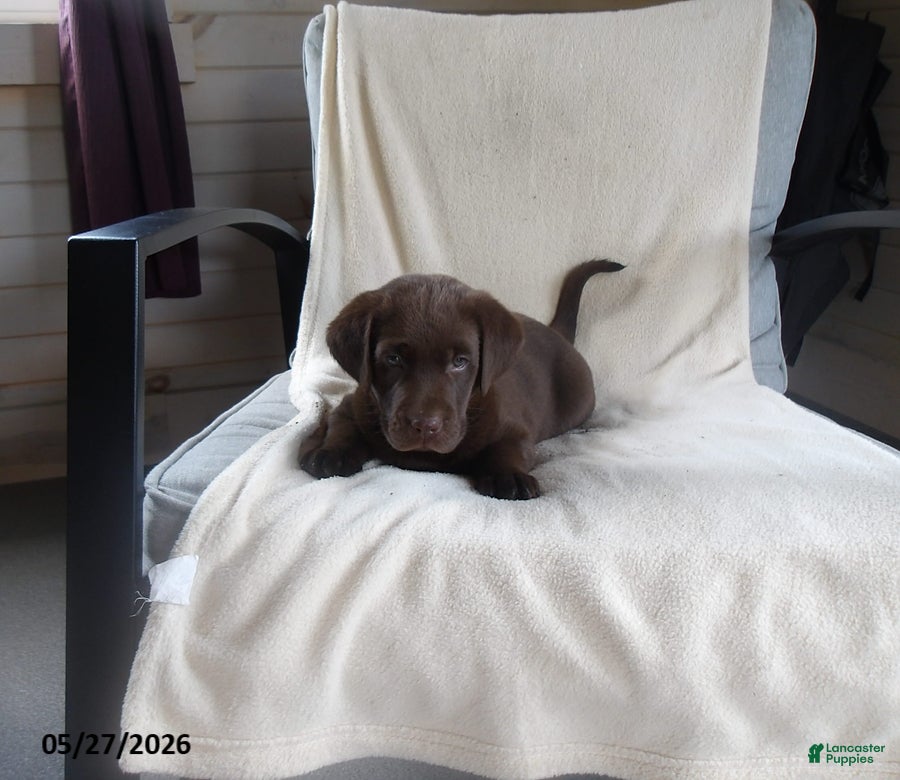 Labrador Retriever dogs Ruger - Ad 2