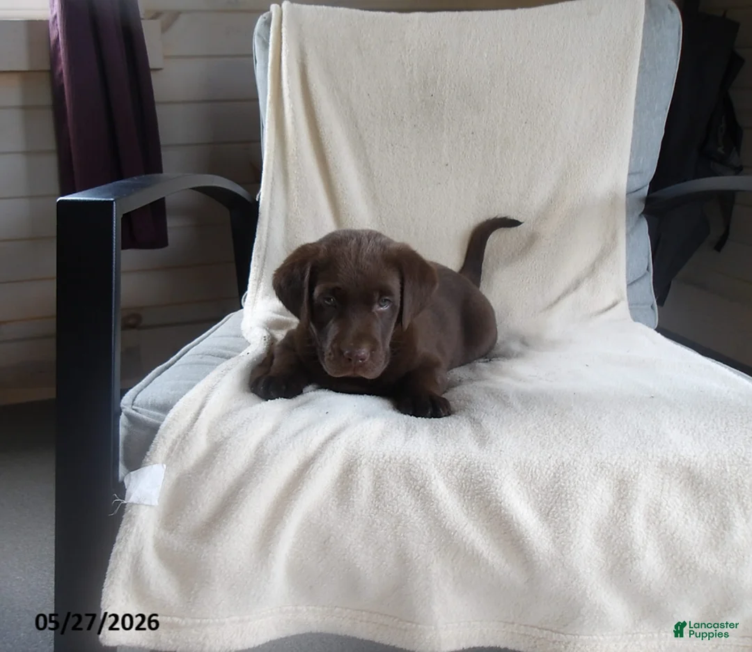 Labrador Retriever dogs for sale: Ruger - Ad 2