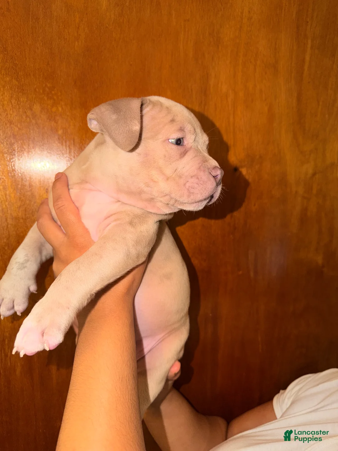 American Bully dogs for sale: American Bully 2 - Ad 1