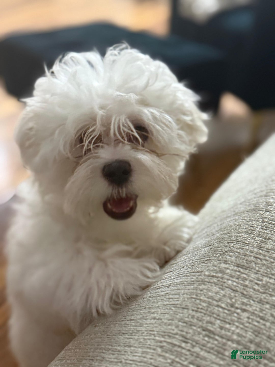 Maltese dogs for sale: Maltese Puppy 1 - Ad 2