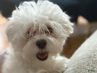 Maltese dogs Maltese Puppy 1 - Ad 6