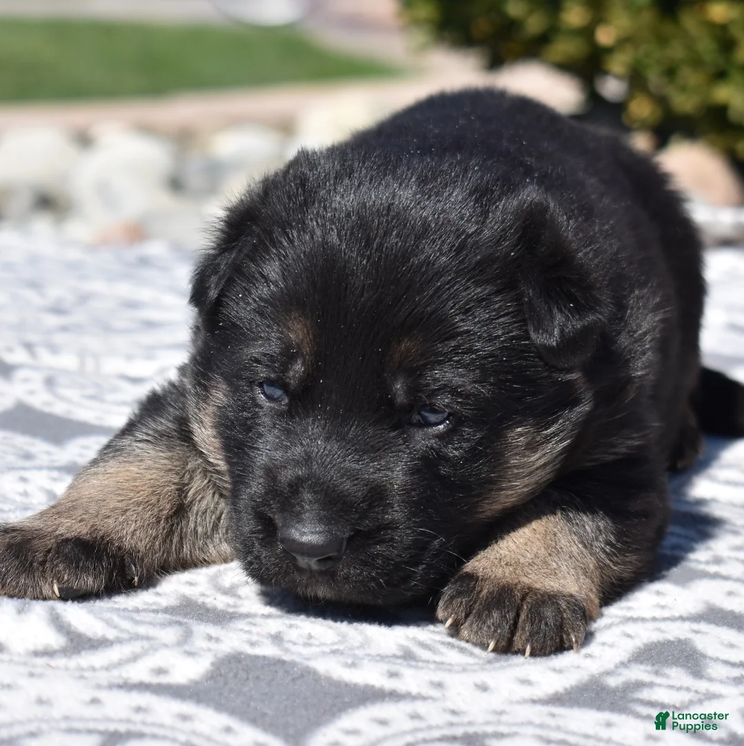 German Shepherd dogs for sale: Zeus  - Ad 2