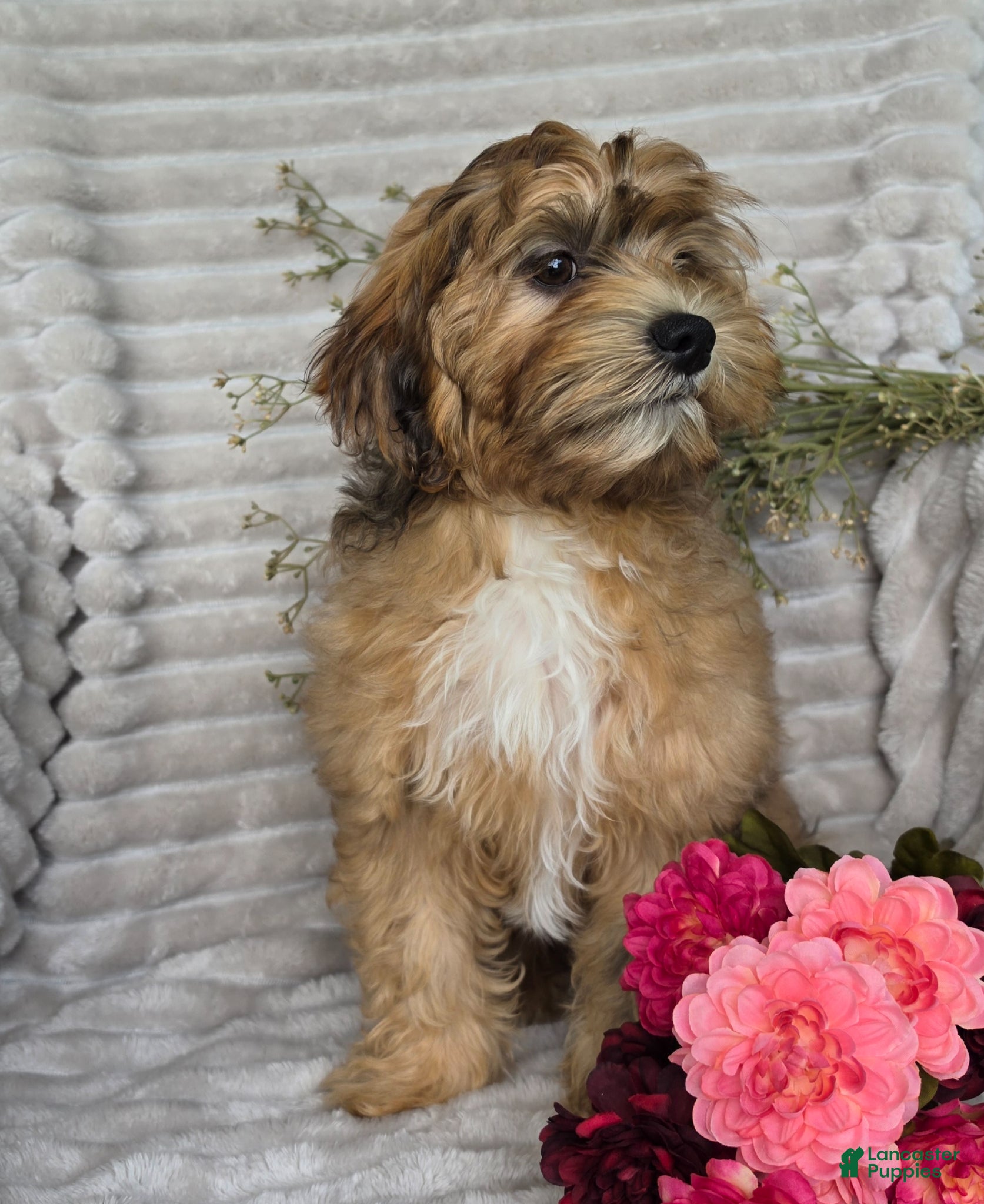 Shihpoo dogs Mayson - Ad 1