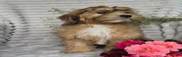 Shihpoo dogs for sale: Mayson - Ad 1