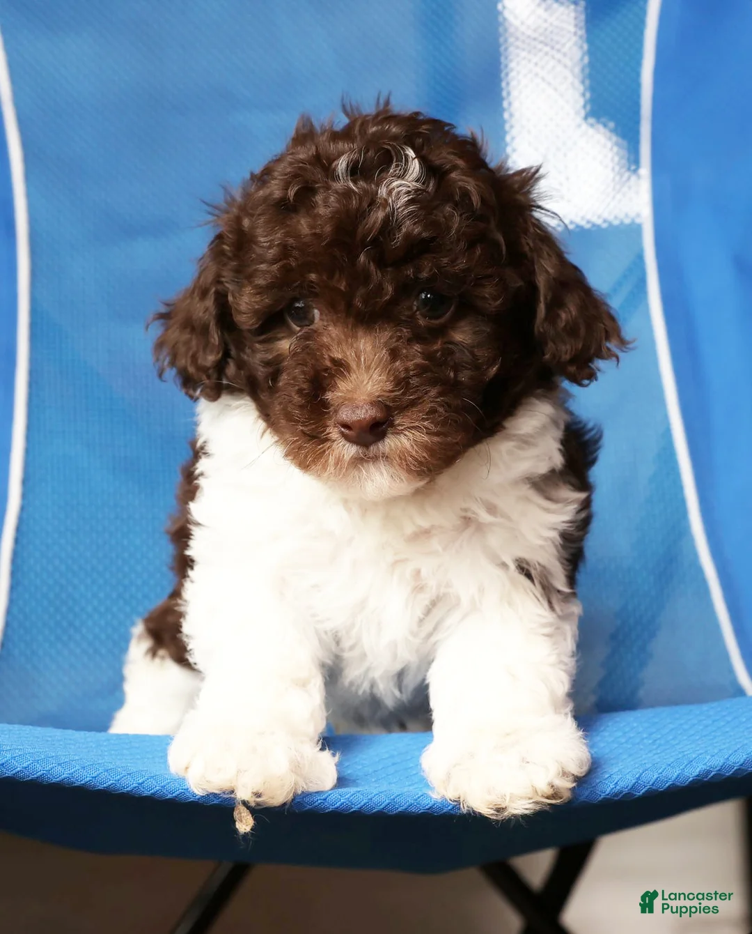 Havapoo dogs for sale: Banjo - Ad 1