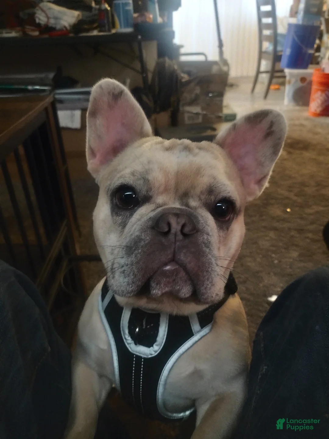 French Bulldog dogs for sale: French Bulldog Puppy 1 - Ad 3