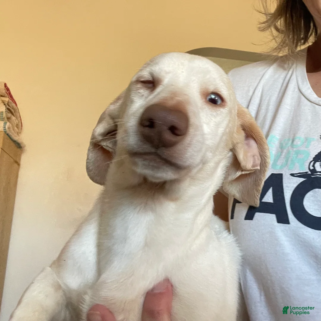 Dachshund dogs for sale: Ralph - Ad 5