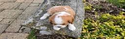 Cavalier King Charles Spaniel dogs for sale: Zack - Ad 12