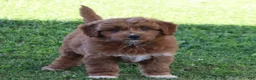 Mini Goldendoodle dogs for sale: Vicky - Ad 5