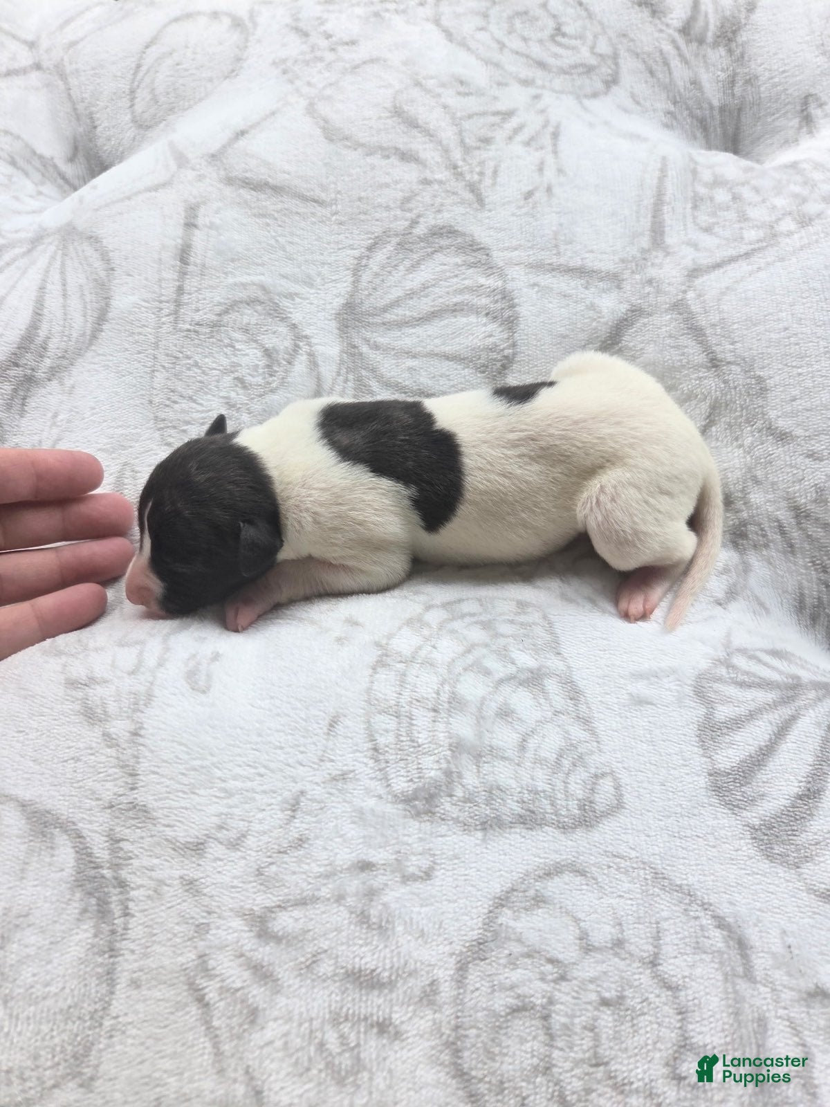 Whippet dogs Girl 3 - Ad 1