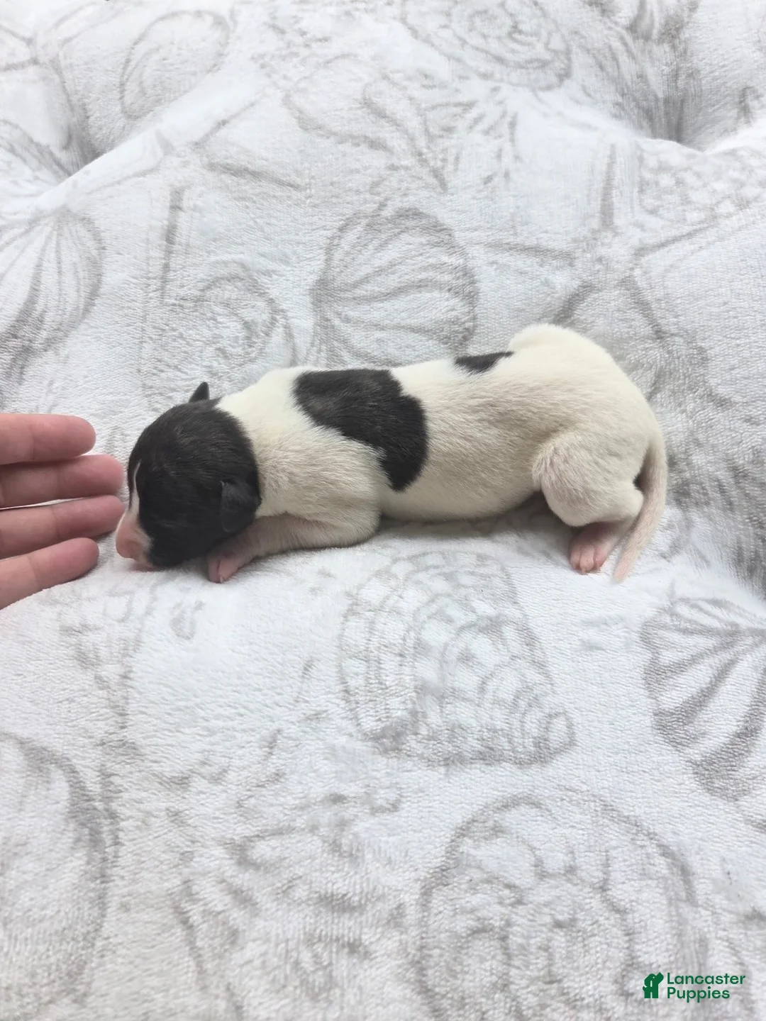 Whippet dogs for sale: Girl 3 - Ad 1