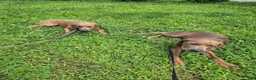 Rhodesian Ridgeback dogs for sale: Rhodesian Ridgeback 2 - Ad 2