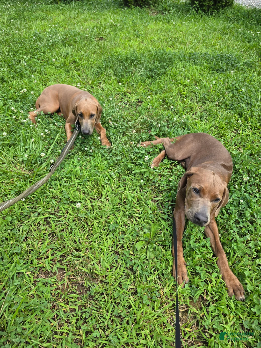 Rhodesian Ridgeback dogs for sale: Rhodesian Ridgeback 2 - Ad 2