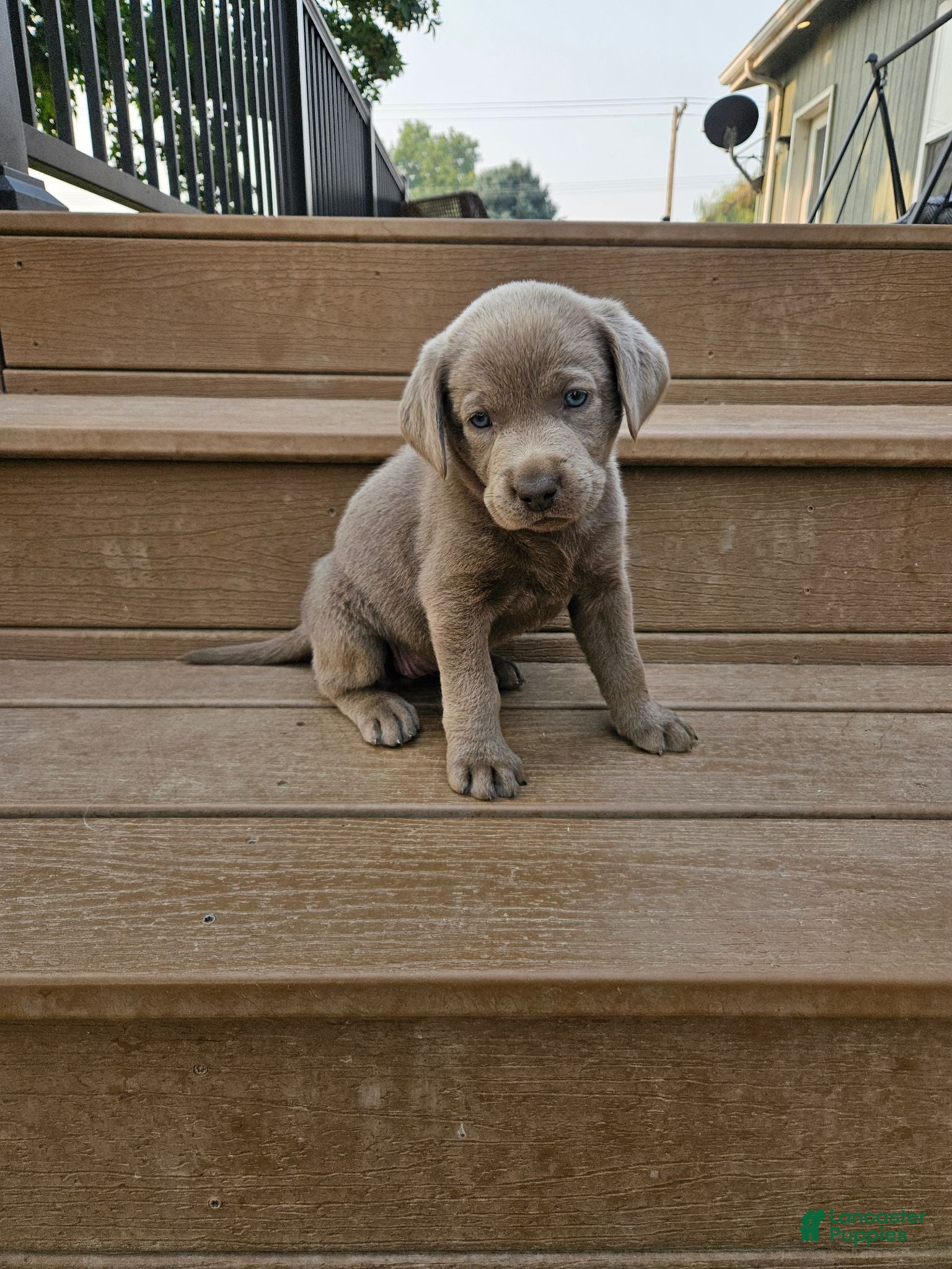 Labrador Retriever dogs Labrador Retriever 7 - Ad 9