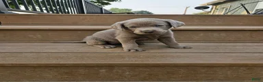 Labrador Retriever 7