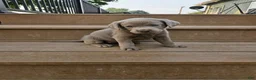 Labrador Retriever dogs for sale: Labrador Retriever 7 - Ad 1