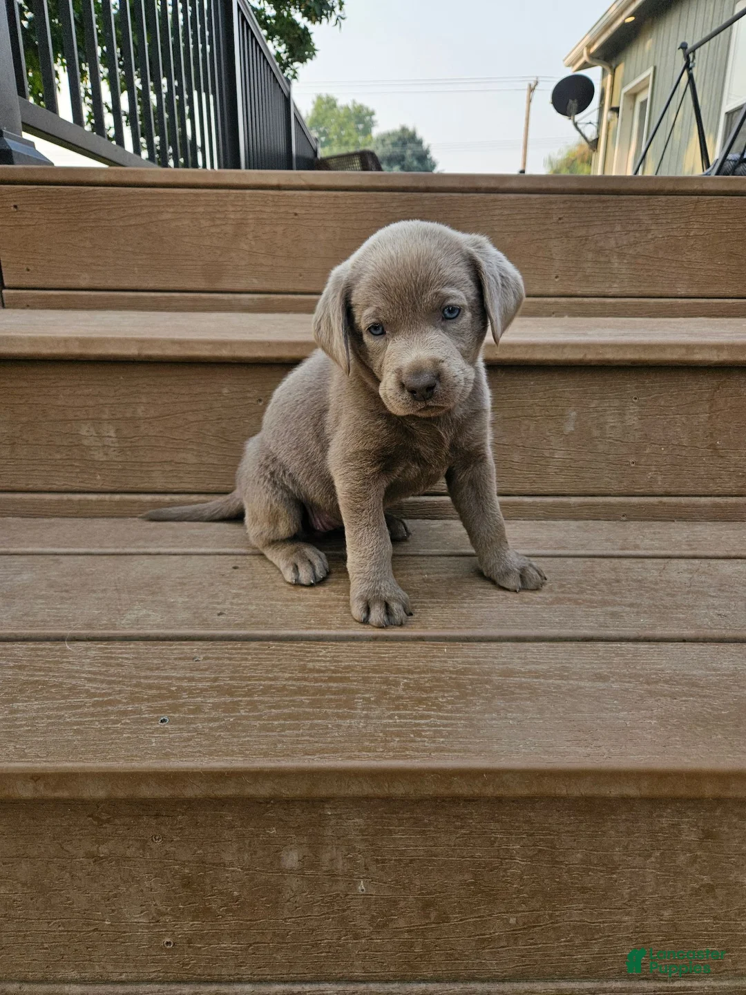 Labrador Retriever dogs for sale: Labrador Retriever 7 - Ad 1