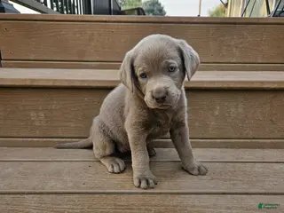 Labrador Retriever dogs Labrador Retriever 7 - Ad 9