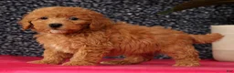 Bichpoo dogs for sale: Foster - Ad 4
