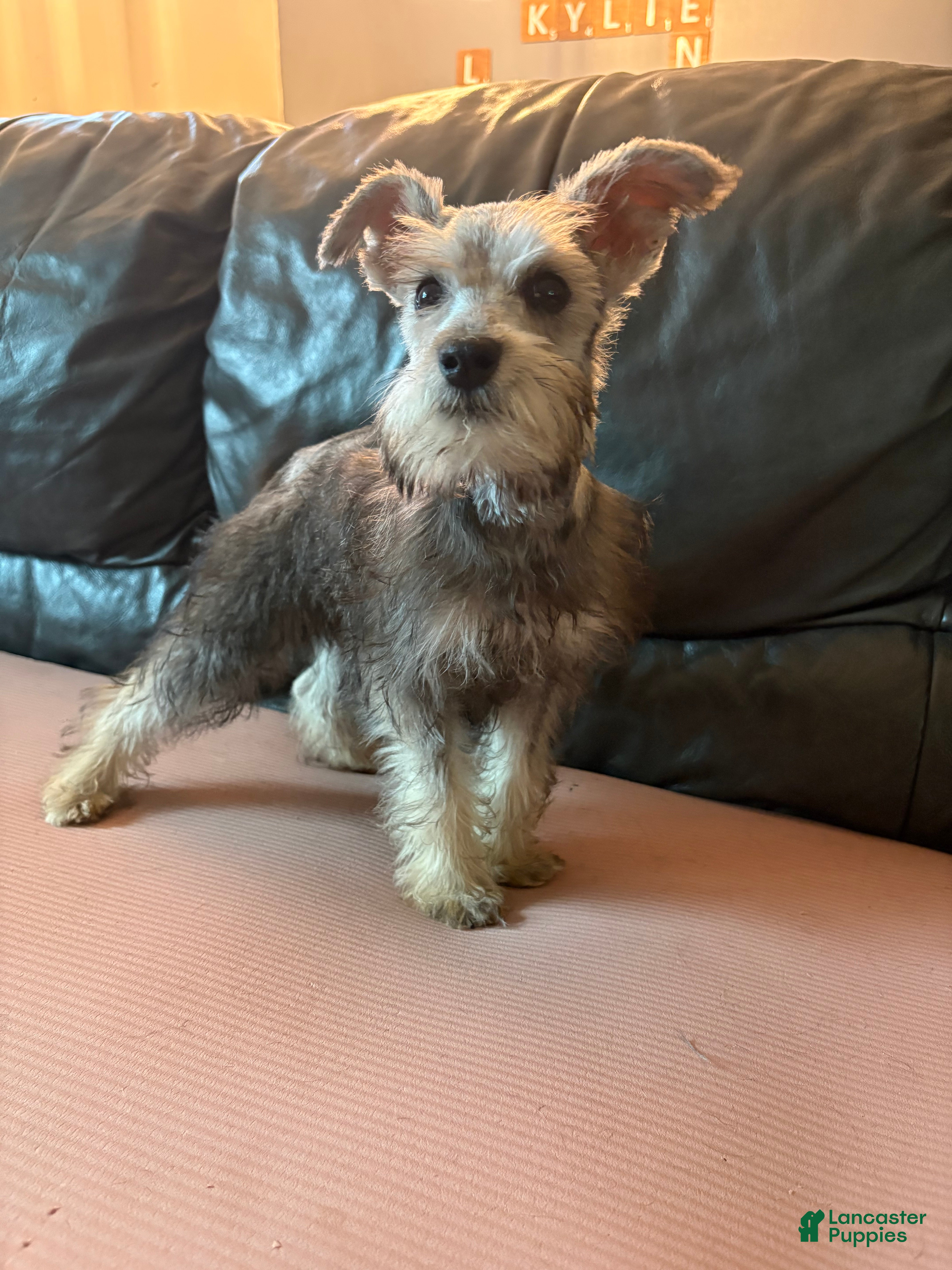 Miniature Schnauzer dogs Chad - Ad 11