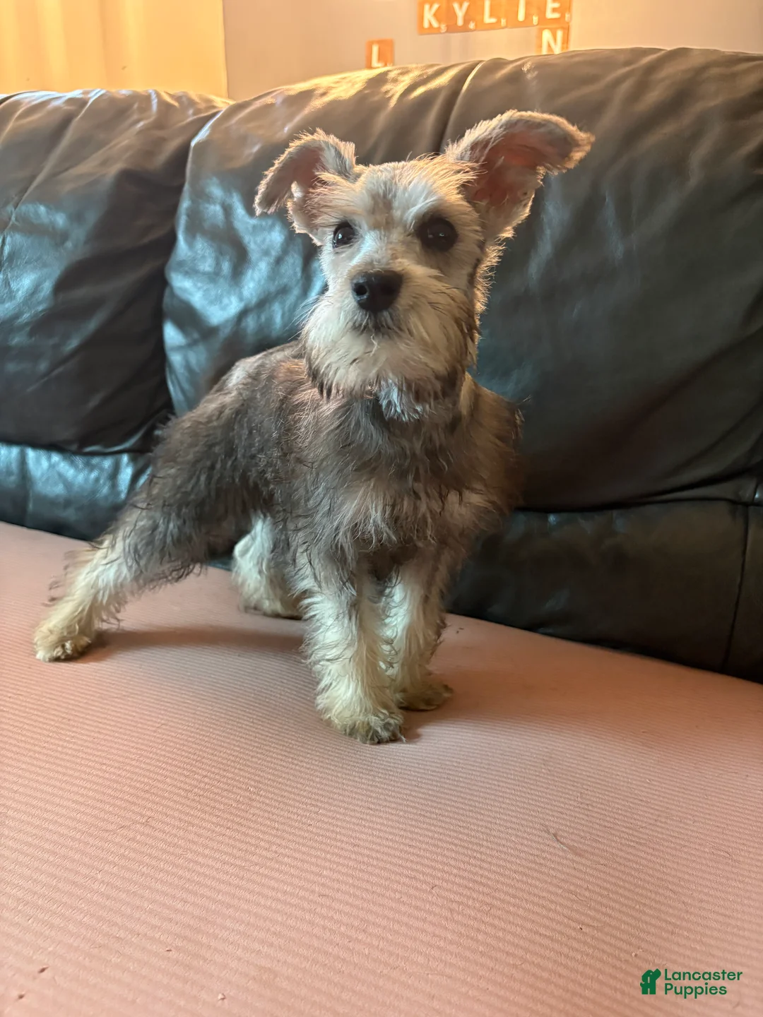 Miniature Schnauzer dogs for sale: Chad - Ad 1