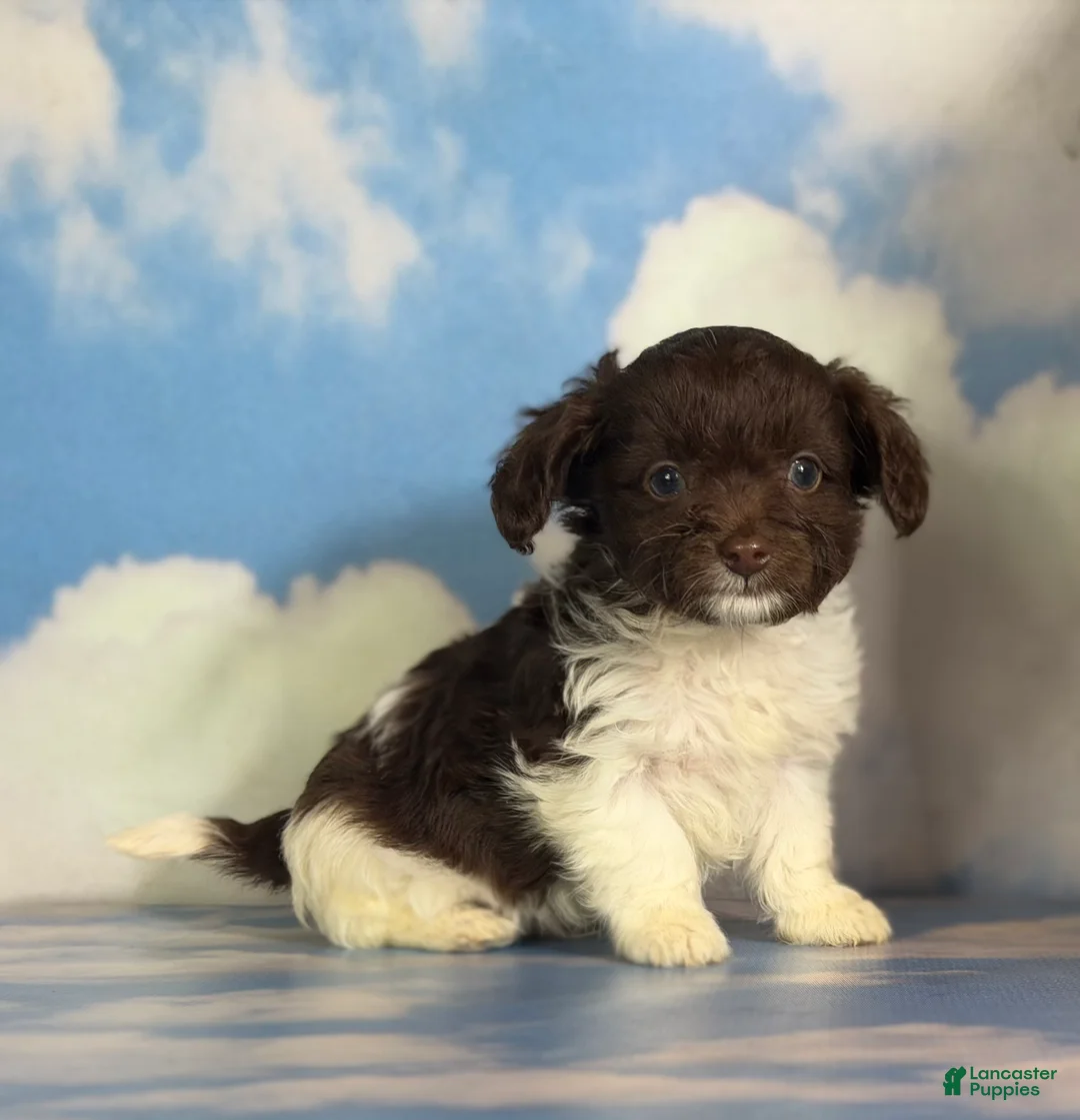 Doxiepoo dogs for sale: Tiny tot  - Ad 2