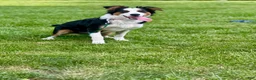 Australian Shepherd dogs for sale: Australian Shepherd 3 - Ad 2