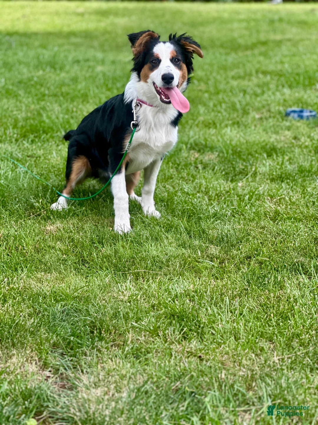 Australian Shepherd dogs for sale: Australian Shepherd 3 - Ad 2