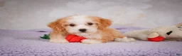 Mini Bernedoodle dogs for sale: Mandy - Ad 8