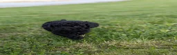 Miniature Poodle dogs for sale: Miniature Poodle Puppy 3 - Ad 8